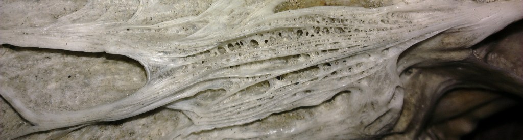 Gator skull - Credit: Geetha Iyer