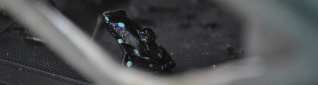 male d. auratus and tadpole_crop - credit Martijn Slot